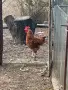 продавам петли., снимка 5