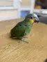 Ръчно хранена Венецуелска Амазна.., снимка 8