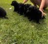 Продавам черни немски овчарки, снимка 4
