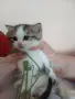 малки котенца почти на 40дни, снимка 4