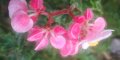 Бегония инкарната(Begonia lncarnata) , снимка 2
