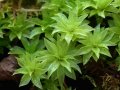 екзотично растение Rhodobryum roseum