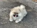 Померан момченце, снимка 5