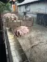 Продавам домашни прасета , снимка 1