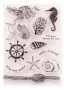 Русалка морско дъно Морски силиконов гумен печат декор бисквитки фондан Scrapbooking, снимка 1 - Други - 29874223