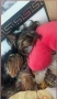 йорки 🐶🐶🐶, снимка 2