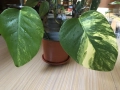 Monstera Aurea, philodendron Florida Beauty, Sodiroi, Cream Splash, Epipremnum Baltic Blue , снимка 3