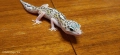 Леопардов гекон (Eublepharis macularius) , снимка 2