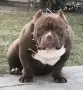 American Bully Pocket, снимка 2
