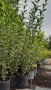 Лигуструм в работни саксии, снимка 6