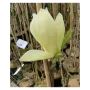 Magnolia 'Elizabeth'-Магнолия Елизабет, снимка 1