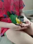 Кайк Бебе-ръчно хранено, снимка 1