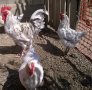 продавам три кокошки и петел сплаш маран, снимка 1 - други­ - 44471573