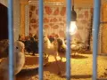 Малки пиленца - различни породи / Малки пилета , снимка 6