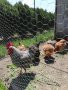 Пилета, еднодневни Бройлери и пъдпъдъци, снимка 13