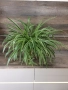 Спатифилум (Женско щастие), Драцена, Хлорофитум, , снимка 4