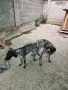 Малки курцхаарчета, снимка 13