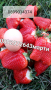 Разсад. ягоди. и. малини , снимка 1