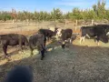 Продавам Телешко Месо, снимка 1