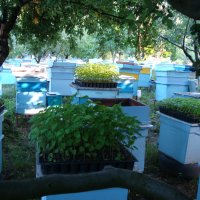 Пчелни семейства, ДБ, снимка 6 - За пчели - 39910963