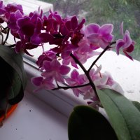 Красиви орхидеи , снимка 10 - Стайни растения - 32936807