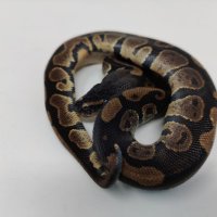 Кралски Питон / Ball Python / Python regius, снимка 9 - Змии - 42172390