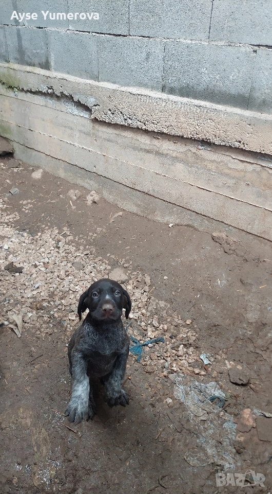 Куцухар, снимка 1