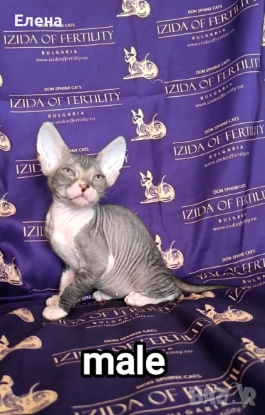 Донски Сфинкс момченце с родословие, снимка 1