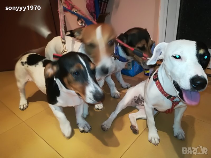 джак ръсел-женско куче на 5 месеца-кукла 0707220925, снимка 1