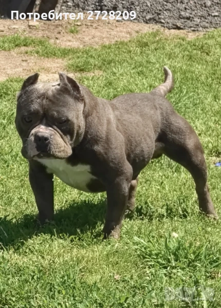 Американско Були Покет/American Bully Pocket , снимка 1