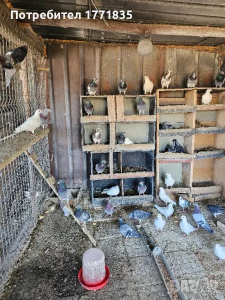 продавам гълъби на куп, снимка 1