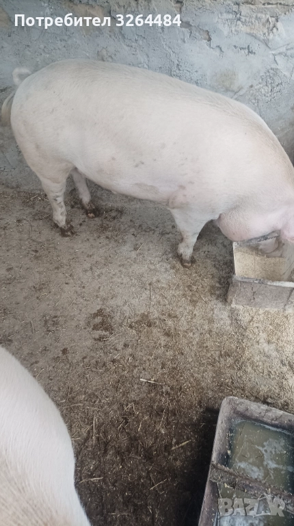 Продавам прасе, снимка 1