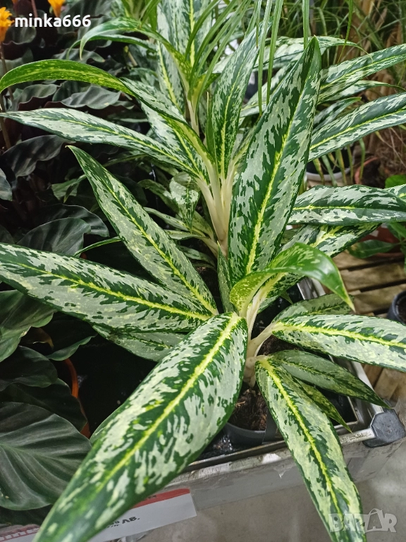   Аглоанема, снимка 1