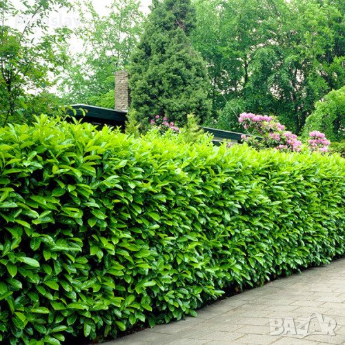 Лавровишна (Prunus laurocerasus), снимка 1