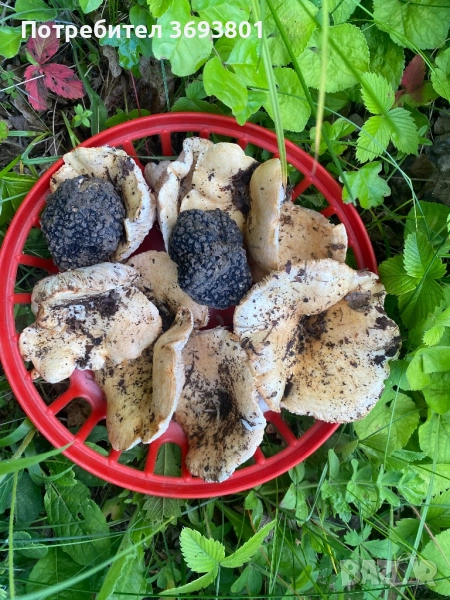 5 декара Парцел с Трюфел ферма, снимка 1