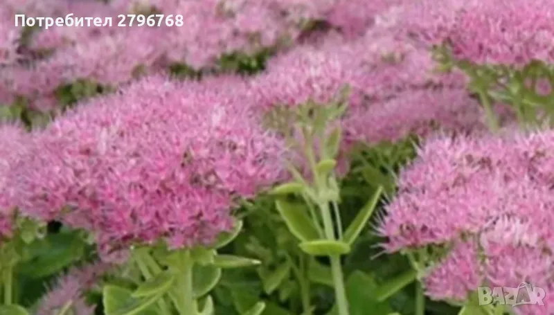 Дебела мара, снимка 1