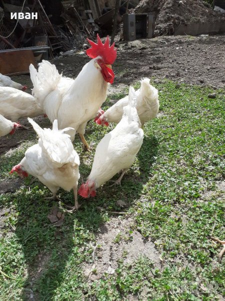 разплодни яйца от легхорн, снимка 1