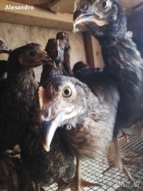 Женски пилета Супер Харко, снимка 1