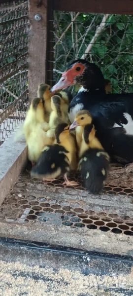 Продавам неми юрдечки малки и големи!, снимка 1