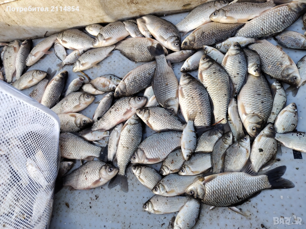 Жива стръв каракуда, снимка 1