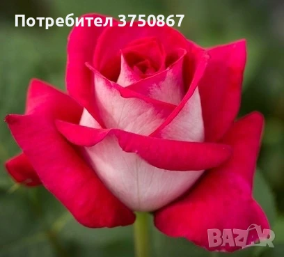 🌹 РОЗА 🌹Monica Bellucci® Meimonkeur 🌹, снимка 1