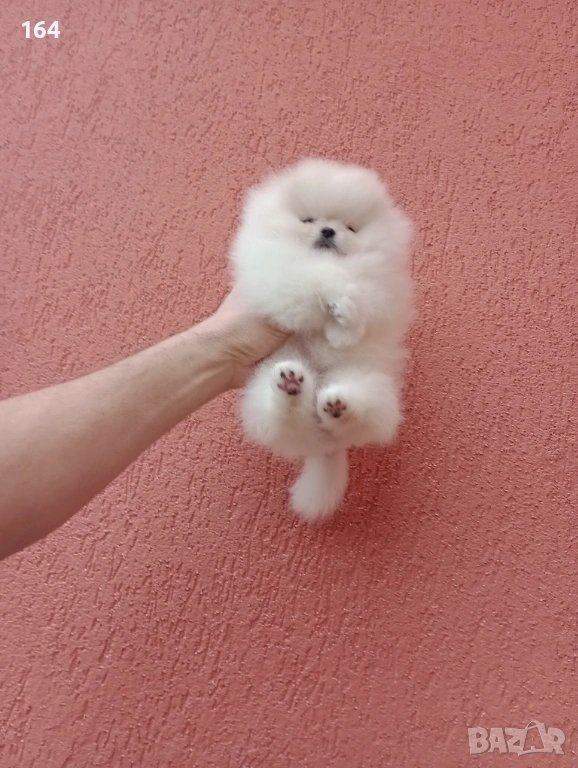 Бял женски мини Померан. , снимка 1