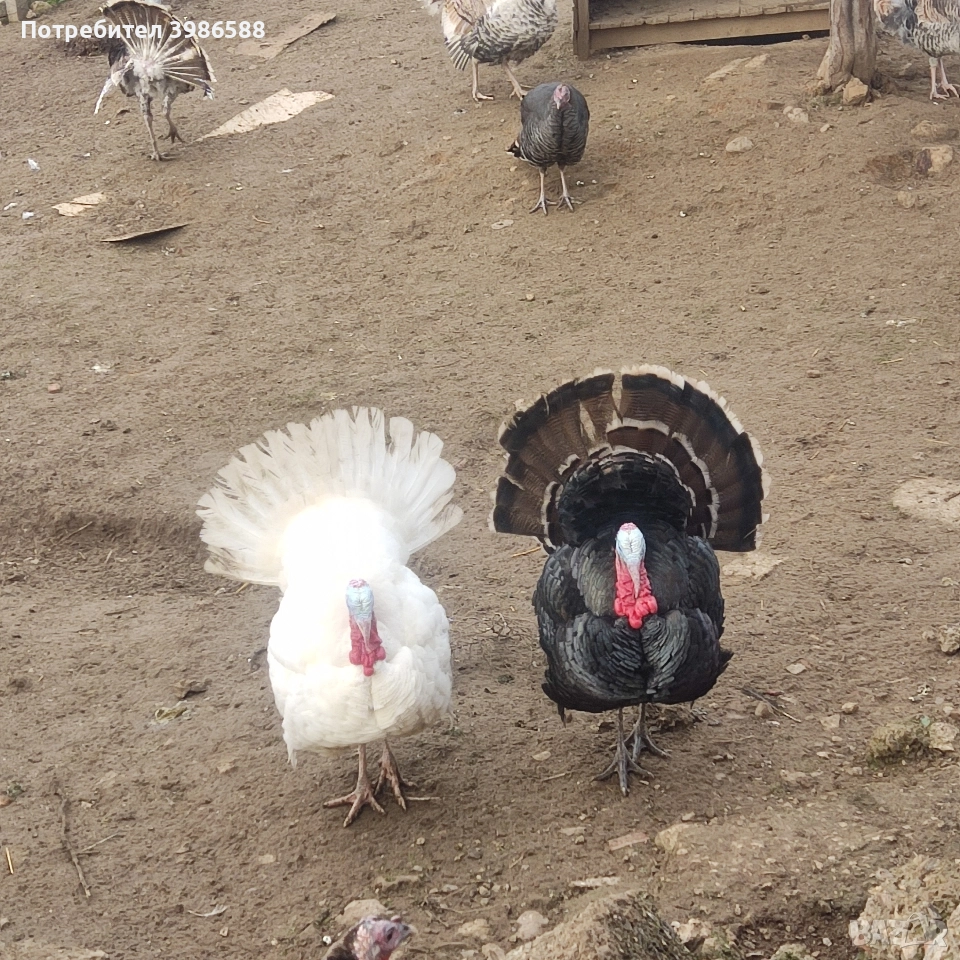 Пуйки,Пуяци.Фитки., снимка 1