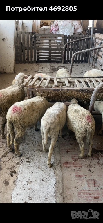 Свободни агнета 35-40кг, снимка 1