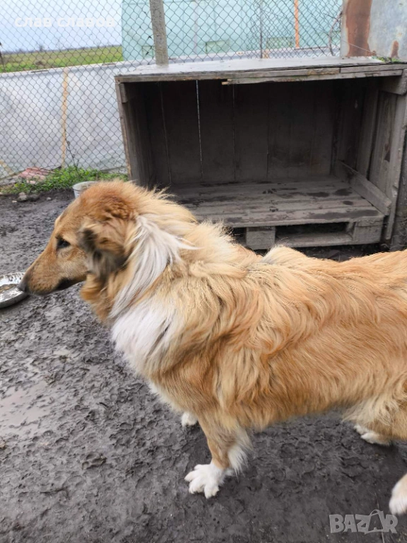 Женско коли, снимка 1