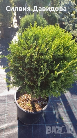 Лейландски кипарис щам топка, пон пон, спирала, снимка 4 - Градински цветя и растения - 52501247