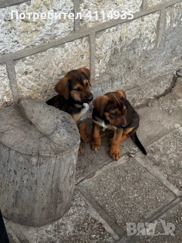 Кучета малиноа и родопско гонче, снимка 4 - Други - 54284679