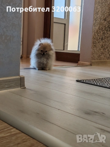 Померан мини померан 