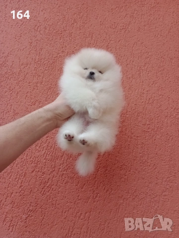 Миниатюрно мини момиченце. Померан. Реални снимки от 24.01.26 г. , снимка 4 - Померан - 53210278