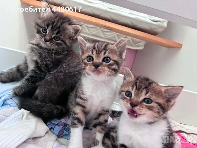 Подарявам котета, снимка 2 - Британска късокосместа - 55963952